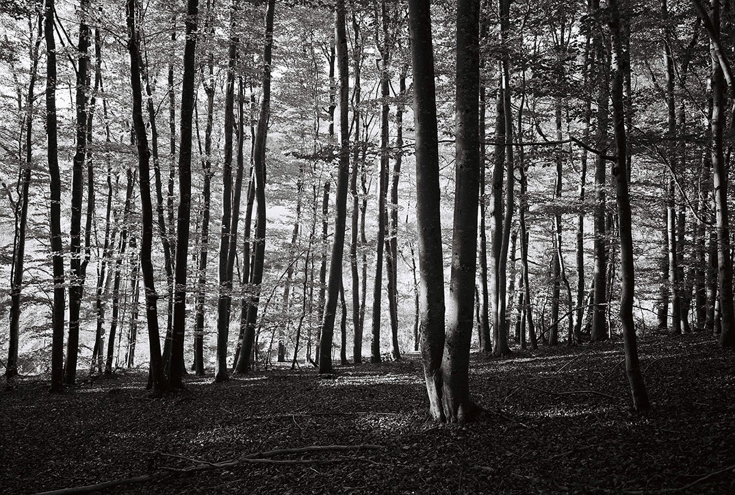 Vue d'un sous bois d'une forêt de hêtres en Auvergne