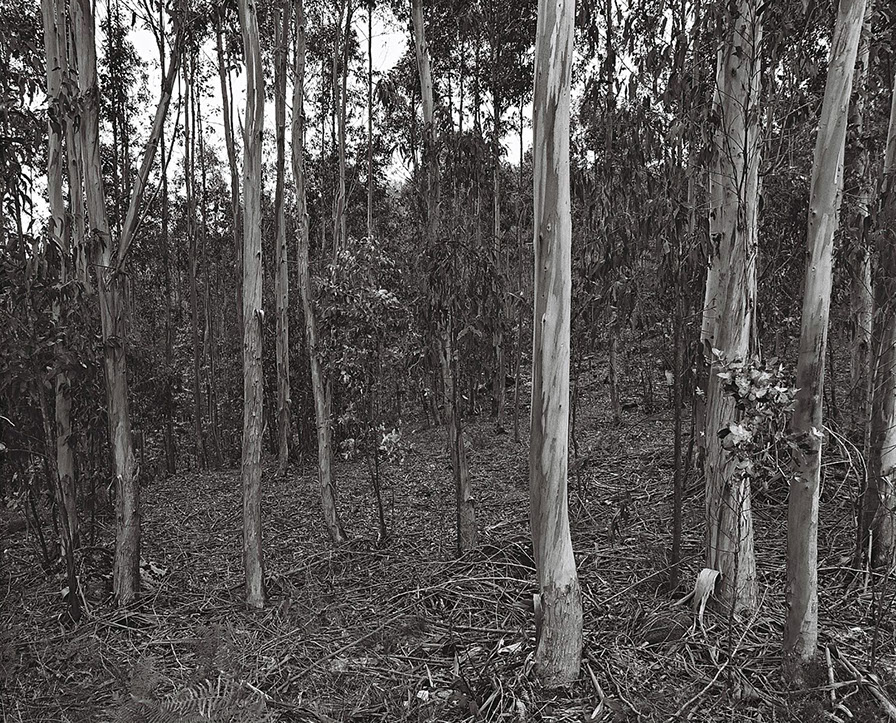 Vue du sous bois d'une forêt d'eucalyptus en Galice