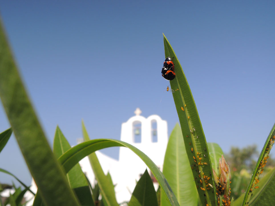 Gros plan sur un couple de coccinelles en pleine fornication sur une plante verte, avec en fond une chapelle sur l'île de Santorin en Grêce