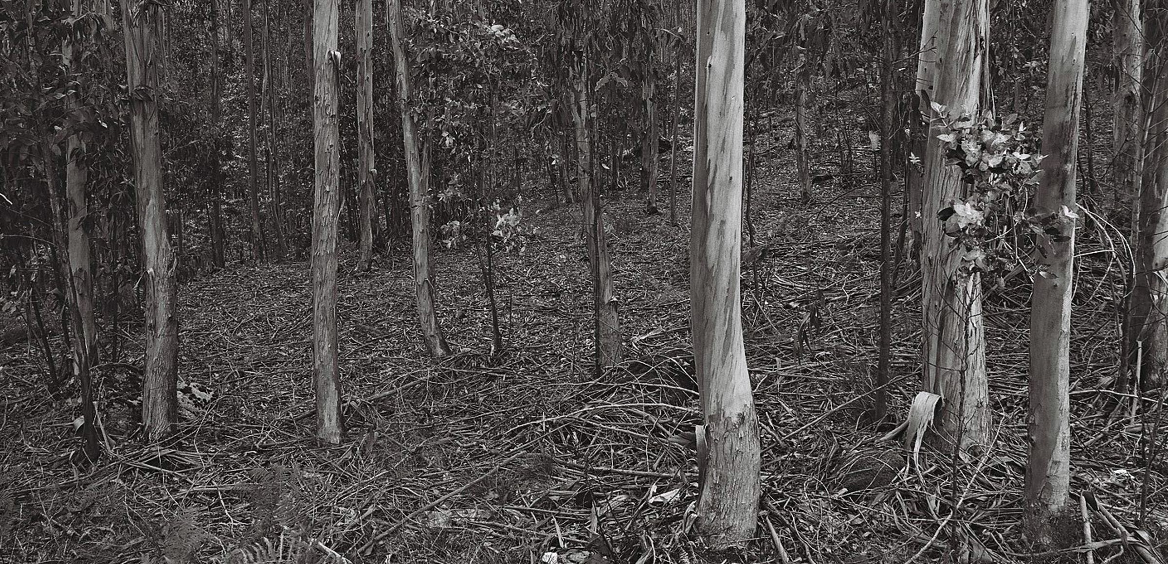 Vue du sous bois d'une forêt d'eucalyptus en Galice